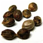 Семена марихуаны АК-47 (Seeds AK-47) в Краснокаменске Семена марихуаны АК-47 (Seeds AK-47) в Краснокаменске